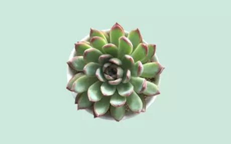 Succulent plant on green background