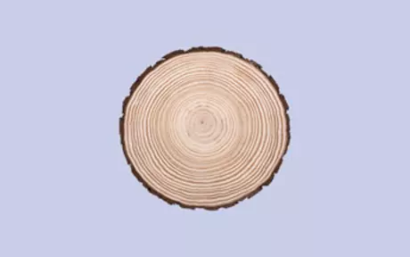 Cross section of a tree trunk on purple background